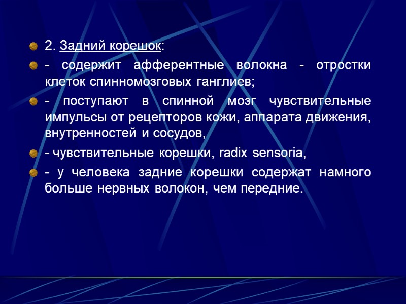 2. Задний корешок: - содержит афферентные волокна - отростки клеток спинномозговых ганглиев; - поступают